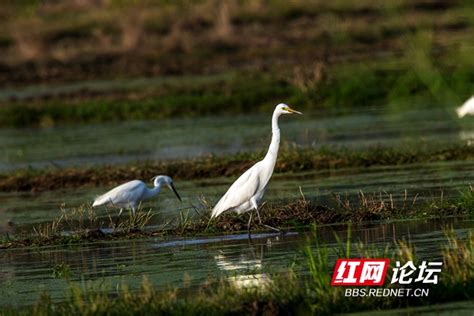 湖南蓝山：蓝山蓝 万鸟飞-民生-长沙晚报网