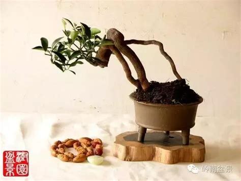 金豆盆景欣赏图片
