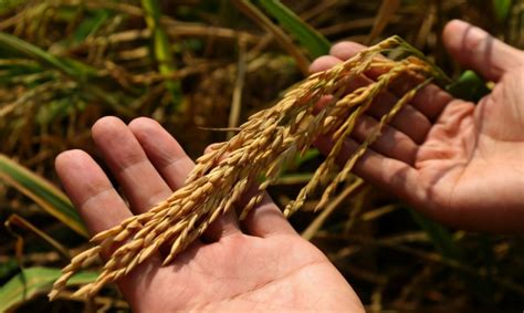 水稻和大米一样吗？北方大米和南方大米区别 - 惠农网