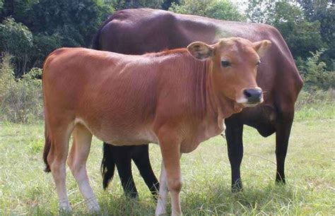 牛反刍的过程-农百科