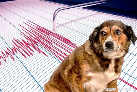 地震前动物的反应有哪些（地震动物异常前兆）_三思经验网