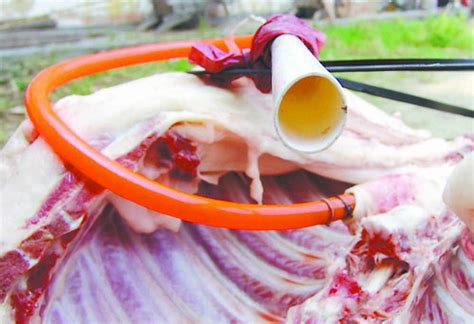 羊角查获注水“整容”猪乸肉 广东地市新闻·南方网