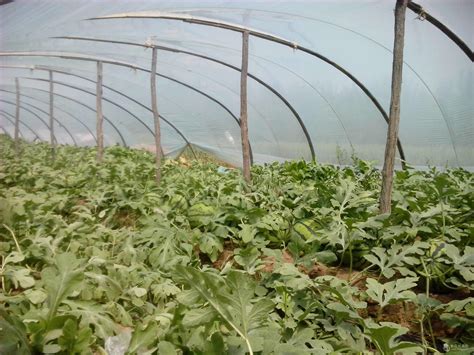 大棚西瓜种植技术，大棚西瓜适合在高温强光环境中生长-农百科