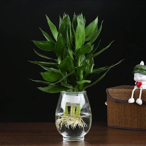 大号现代简约玻璃花瓶透明水培绿植富贵竹百合花瓶客厅插花摆件-阿里巴巴