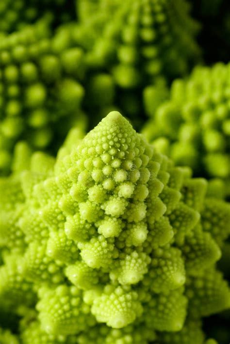 Romanesco broccoli stock image. Image of diet, food, ingredient - 46993123