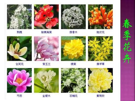 四季命名的花,四季对应的花命名,象征四季的花_大山谷图库