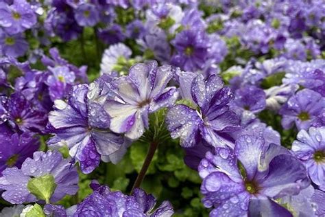 紫罗兰花语 紫罗兰每种颜色代表不同的含义-花事百科-长景园林网