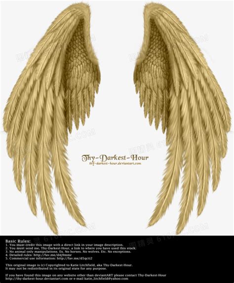 翅膀 天使的翅膀 实物图片免费下载_PNG素材_编号1m9i59y9g_图精灵