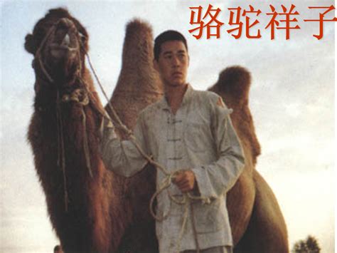 《骆驼祥子》图片