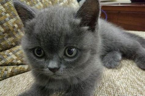 小奶猫的名字大全 英短蓝猫的名字_起名_若朴堂文化