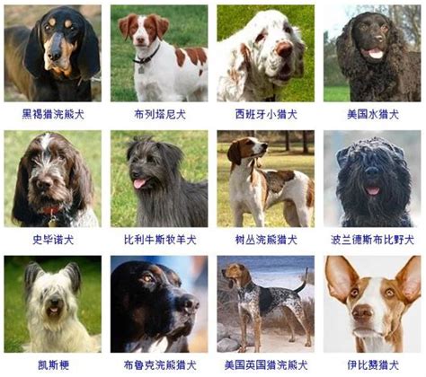 狗品种图片