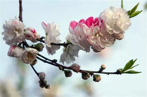 桃花什么时候开花，桃花开花的促花方法是什么？-绿宝园林网