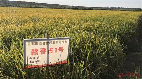 超级稻品种大全,早稻超级稻品种,超级稻168水稻简介_大山谷图库
