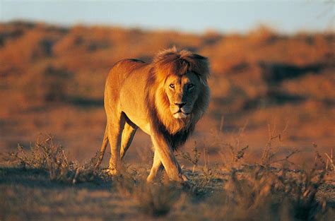 美丽的高贵的狮子危险野生动物鬃毛游戏贵族动物生物掠夺性捕食者毛皮高清图片下载-正版图片320211323-摄图网