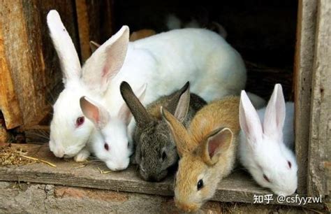 花溪肉兔种兔养殖场_兔子养殖场_一诺兔业