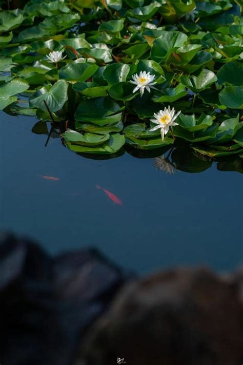 【鱼戏莲叶间摄影图片】生态摄影_蓝色原石_太平洋电脑网摄影部落