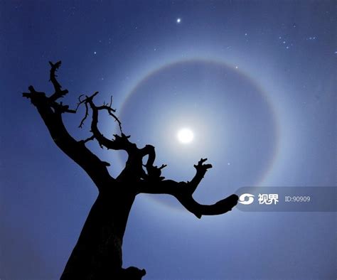 月晕与枯树 图片 | 轩视界