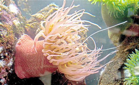 怎么养海葵，附海葵的生产繁殖 - 农敢网