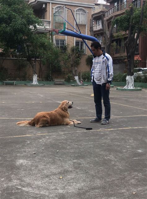 如意湖办事处馨悦苑社区开展文明养犬宣传活动-大河新闻