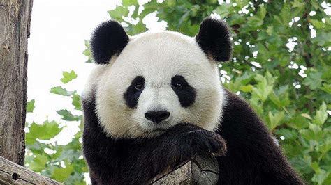 国宝大熊猫高清图片下载-正版图片501304022-摄图网