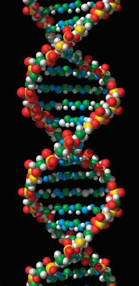 DNA: Definition, Structure & Discovery | What Is DNA? | Live Science