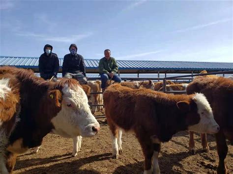 内蒙古通辽：牲畜市场开市“牛” 万头肉牛入市“火”-新闻频道-和讯网