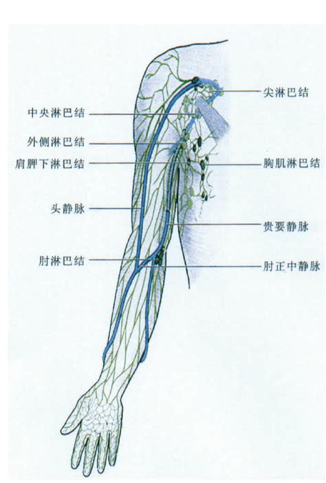 人体淋巴结分布图图片 人体淋巴结分布图图片