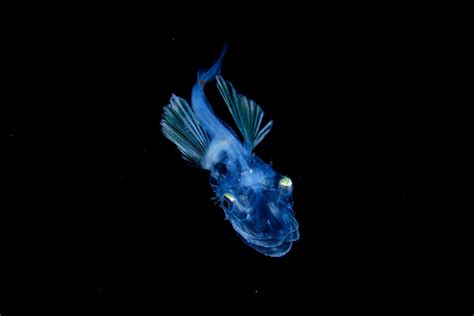 你从未见过的深海生物，这些生物千奇百怪，有的让人脸红不已！|深海生物|浮游生物|生物_新浪新闻
