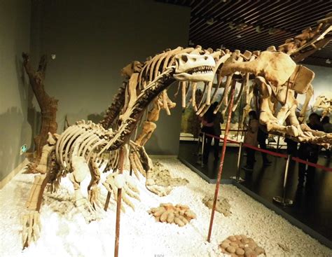 1.4亿年前恐龙股骨，保存的完好程度让人惊讶，重约500斤|恐龙|股骨|骨头_新浪新闻