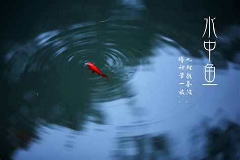 水中鱼，最美中国风。|中国风|鱼_新浪新闻