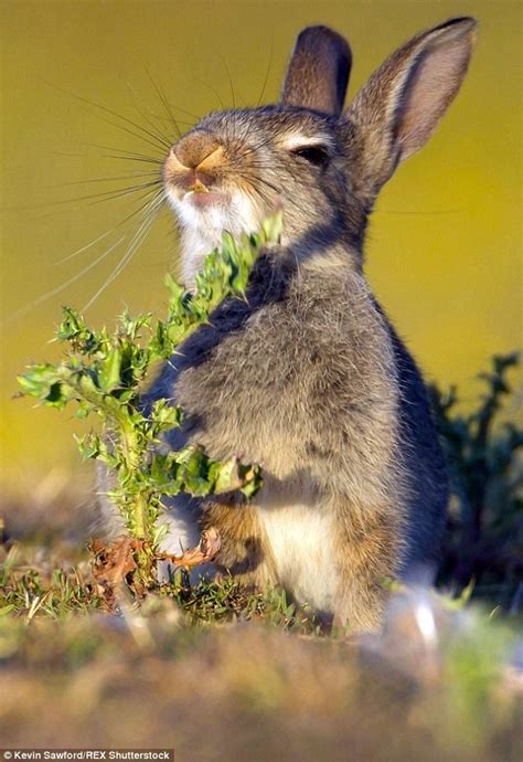 小兔子饥不择食吃带刺的草 表情亮了!