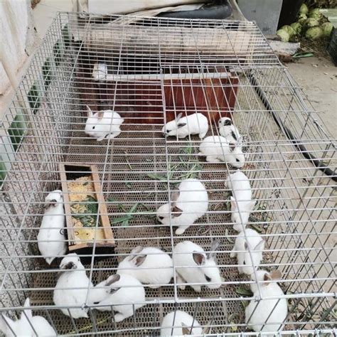 双城野兔养殖_成年兔价格_济宁顺祥种兔养殖场