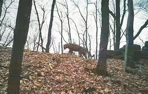 吉林省集中公布东北虎豹影像：它们正自由地生存繁衍