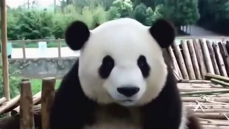 国宝大熊猫淘淘，放生5年后变成什么样了？看到最后让人吃惊！_腾讯视频