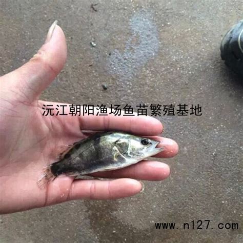 黄颡鱼价格周报：供应略显紧张 后市鱼价趋涨-中国鳗鱼网