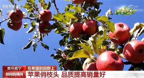 品质提高销量好 贵州威宁红苹果成为村民增收“致富果”_销售_迤那镇_乌蒙山区