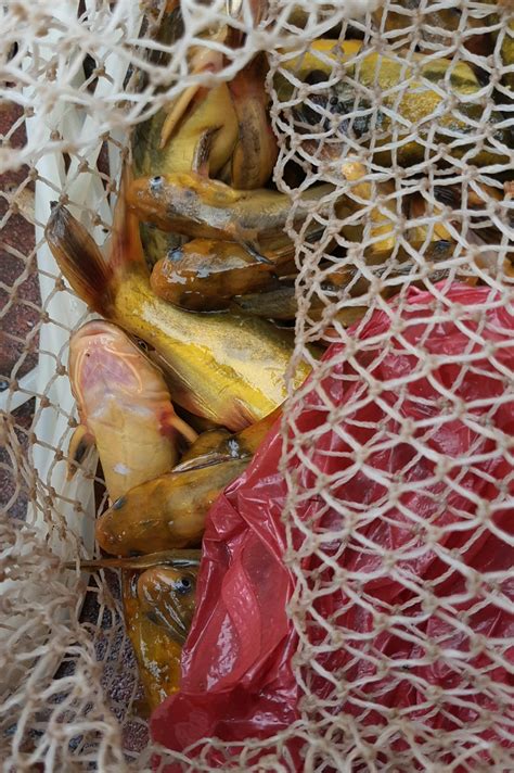 天然海鲜，各种野生鱼虾蟹都有-吃货大队-北海365网(beihai365.com)
