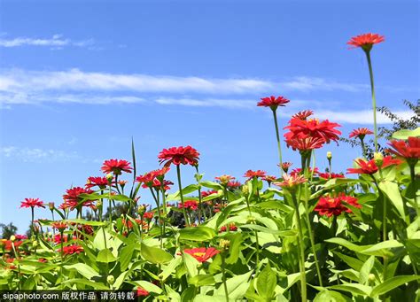 百日草花是您希望在花园中种植的最茂盛的花朵之一最容易生高清图片下载-正版图片507293768-摄图网
