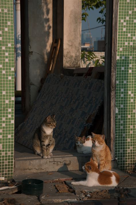 楼顶的流浪猫们|摄影|宠物摄影|恶毒姐姐 - 原创作品 - 站酷 (ZCOOL)