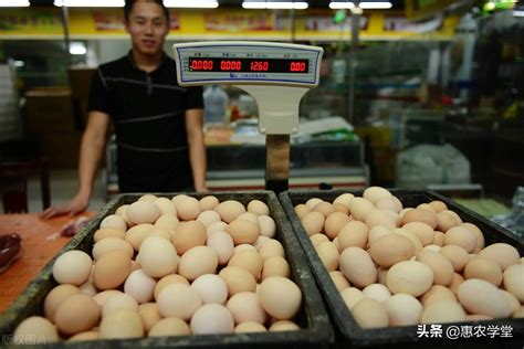 一个鸡蛋多少钱（现在鸡蛋多少钱一斤） - 首都新闻网