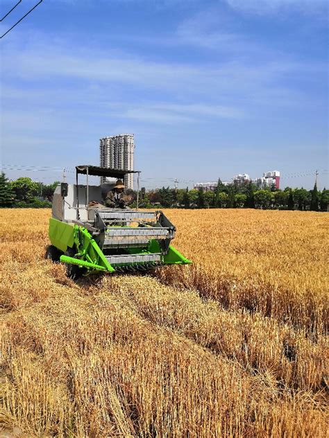 乐土t303小麦种,明麦133小麦种,种小麦_大山谷图库