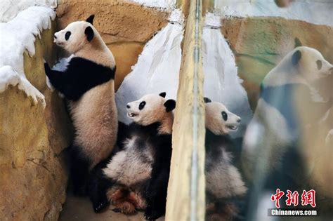 10只大熊猫落户南京紫清湖 其中6只是“海归”（7）-千龙网·中国首都网