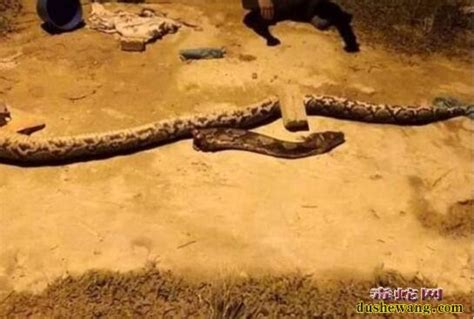 摄影机捕捉巨大蟒蛇王! 到底是有多长多粗大!_腾讯视频