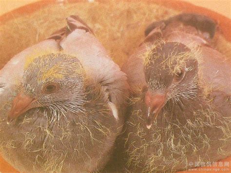 山斑鸠-黄河湿地鸟类-图片
