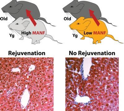 Nature子刊：MANF让衰老小鼠恢复青春活力 - 生物通