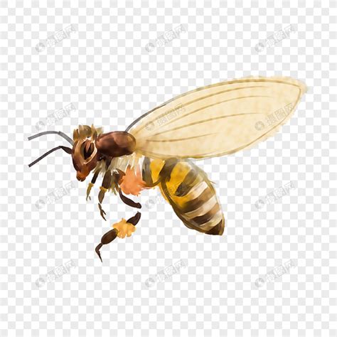 黄蜂 昆虫 宏 真正的黄蜂 动物 动物区系 夏季 黄色图片免费下载 - 觅知网