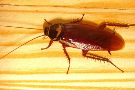 【蟑螂幼虫摄影图片】某处生态摄影_太平洋电脑网摄影部落