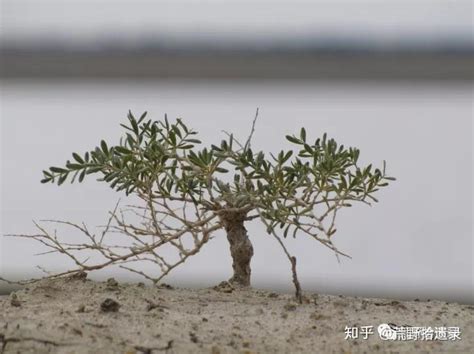 白刺图片