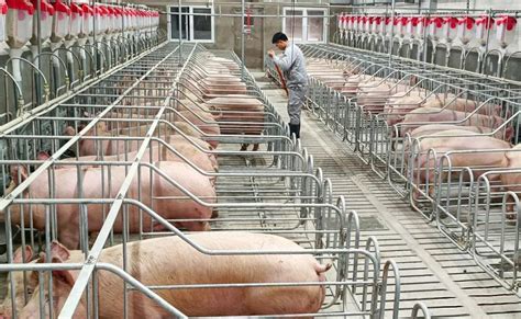 如何增强猪群的非特异性免疫力-新闻中心-山东利邦牧业股份有限公司