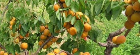 经济果树杏树的栽培方法及注意事项-种植技术-中国花木网